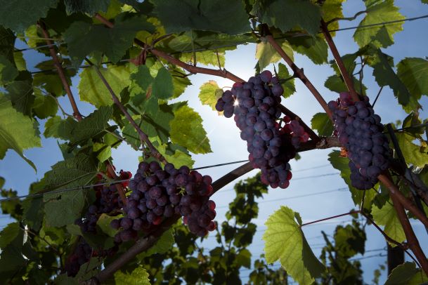 Domaine viticole Mathis Bastian