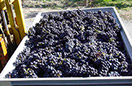 Domaine viticole Mathis Bastian