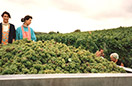 Domaine viticole Mathis Bastian