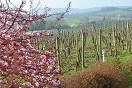 Domaine viticole Mathis Bastian