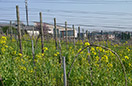 Domaine viticole Mathis Bastian
