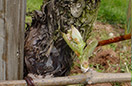Domaine viticole Mathis Bastian