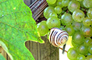 Domaine viticole Mathis Bastian