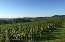 Domaine viticole Mathis Bastian