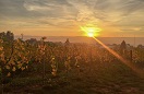 Domaine viticole Mathis Bastian