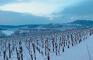 Domaine viticole Mathis Bastian