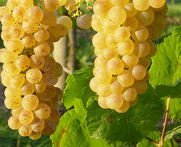 Auxerrois