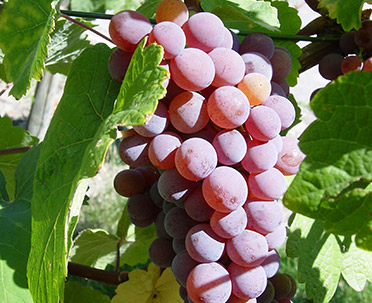 Gewürztraminer