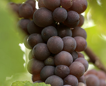 Pinot Gris