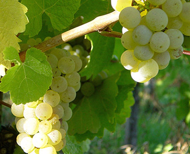 Riesling